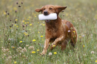 Infowebinar DummytrainerInnen Ausbildung 2026